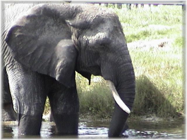 AFRICAN ELEPHANT 0150